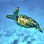 Moorea: Glass Bottom Boat Adventure with Lagoon Wonders - Snorkeling and Marine Encounters