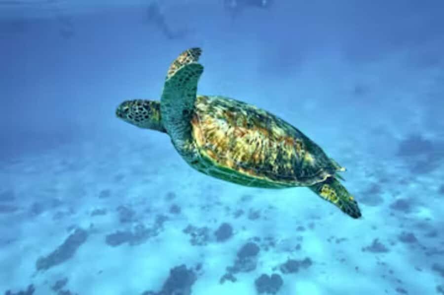 Moorea: Glass Bottom Boat Adventure with Lagoon Wonders - Snorkeling and Marine Encounters