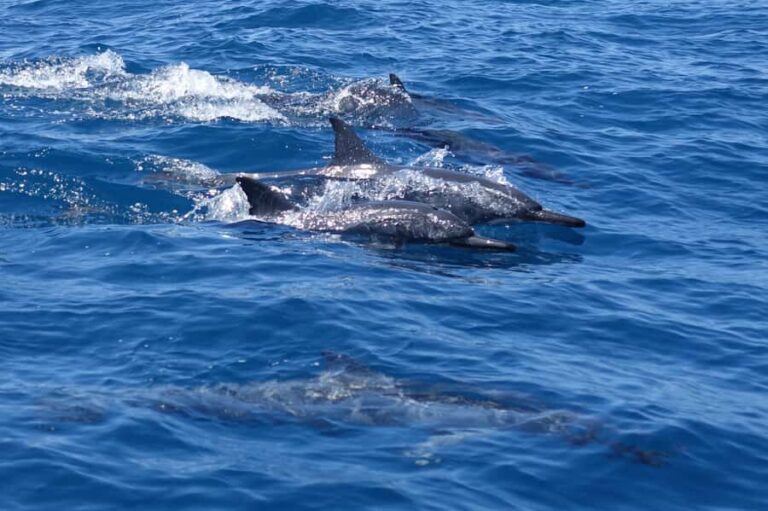 Moorea: Sea Scooter Snorkeling Tour - Who Is This Tour Best For?