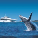 Moreton Island: Tangalooma Day Trip & Whale Watching Cruise - What the Reviews Say