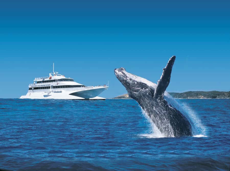 Moreton Island: Tangalooma Day Trip & Whale Watching Cruise - What the Reviews Say