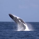 Moreton Island: Tangalooma Whale Watching & Dolphin Feeding - Getting to Moreton Island: From Brisbane to Paradise