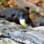 Motuara Island Bird Sanctuary and Ship Cove Cruise from Picton - FAQ