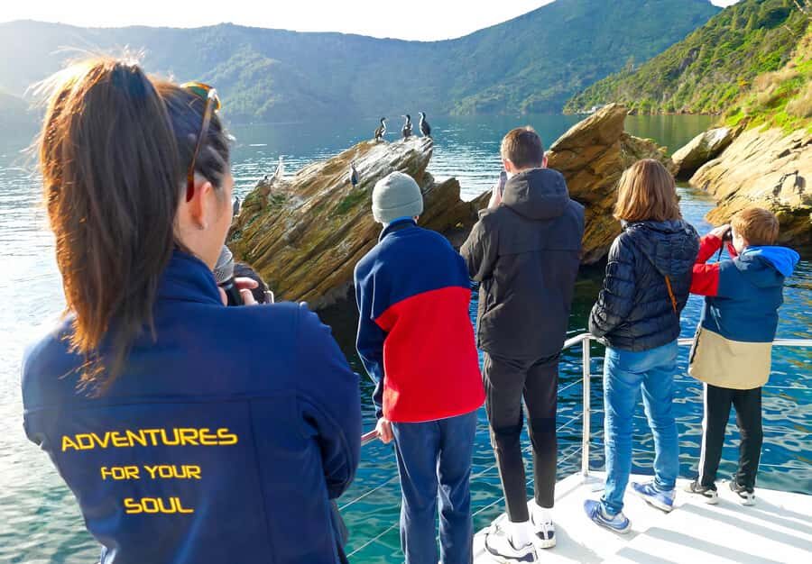 Motuara Island Sanctuary: Wildlife & Dolphin Watching Tour - Who Should Consider This Tour?