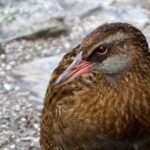 Mou Waho Island Cruise and Guided Nature Walk - Who Is This Tour Best For?