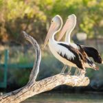 Murray River Day Trip from Adelaide Including Lunch Cruise aboard the Proud Mary - What Do Reviews Say?