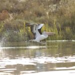Murray River Highlights and Luncheon Cruise - Exploring Mannum and Factory Visits