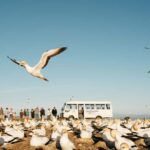 Napier: Cape Kidnappers Gannet, Nature & Sightseeing Tour - The Bird Colony: Why It’s Special