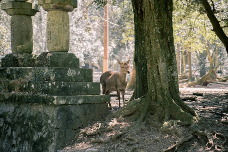 Deer near stone lanterns in Nara Park Japan