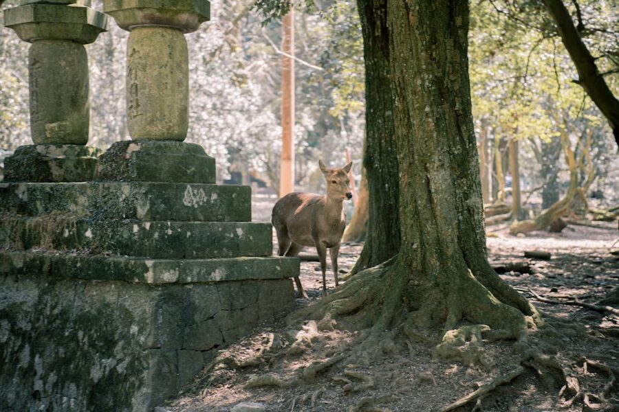Deer near stone lanterns in Nara Park Japan