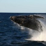 Nelson Bay: Whale and Dolphin Watching Catamaran Cruise - The Itinerary in Detail
