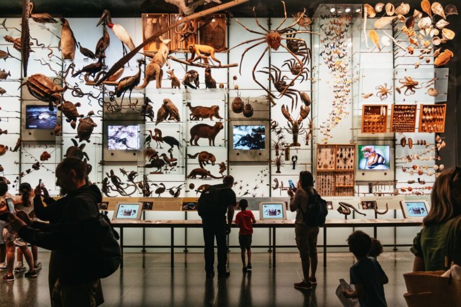 New York City: American Museum of Natural History Ticket - Price and Logistics: What $37 Really Means