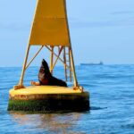 Newcastle: Small Group Humpback Whale Encounter Tour - Final Thoughts