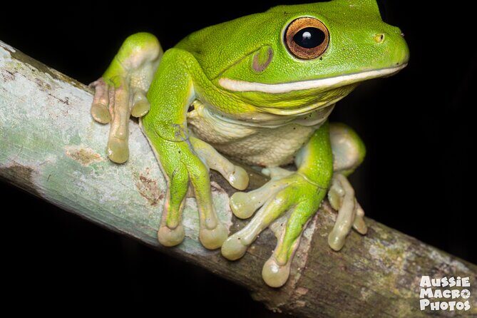 Night Walk in Cairns Botanic Gardens - Let's Go Buggin - A Closer Look at the Details