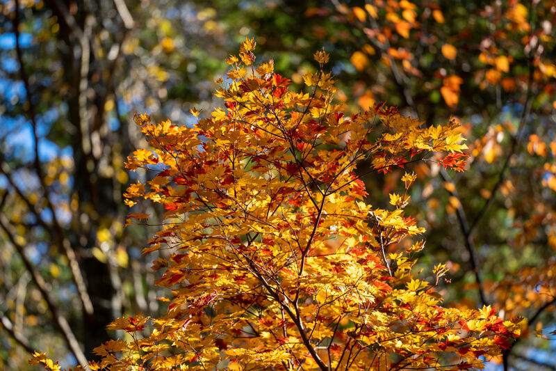 Autumn foliage in Nikko Japan
