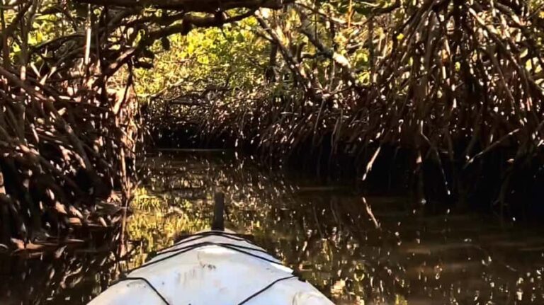 Noosa Heads: Hidden Waterways Wildlife Kayak (Self-Guided) - Practical Details and What to Expect