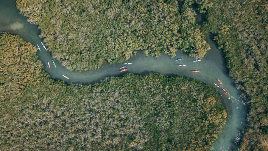 Noosa River: Mangroves and Mansions Guided Kayak Tour - The Experience from the Travelers Perspective