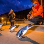 Oamaru: Penguins Evening Viewing Ticket - Final Thoughts