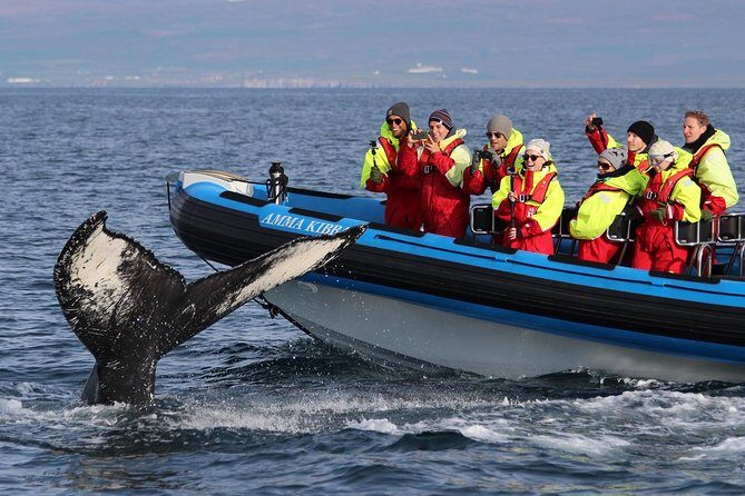 Original Big Whale Safari & Puffins Speedboat Tour from Húsavík - The 2-Hour Plan: What You’ll Do (and Why It Works)