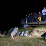 Otago Peninsula In-Depth Tour & Blue Penguins Pukekura Experience - Practicalities and Considerations