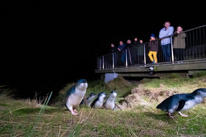 Otago Peninsula In-Depth Tour & Blue Penguins Pukekura Experience - Practicalities and Considerations