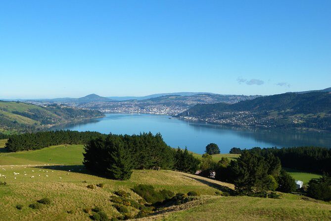 Otago Peninsula Scenery and Dunedin City Highlights Tour - What the Reviews Say