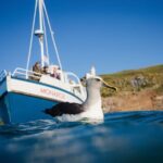 Otago Peninsula Wildlife Cruise with Monarch - Who Should Consider This Tour?