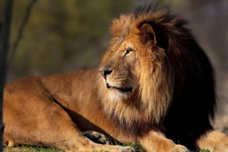 Paris: Paris Zoological Park Entrance Ticket - Skip-the-line entry: start earlier, enjoy more