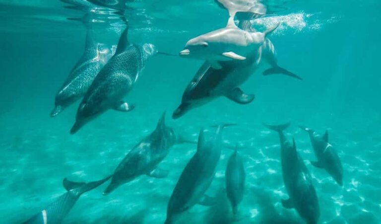 Perth: Swim with Wild Dolphins Tour - The Value & Practical Considerations
