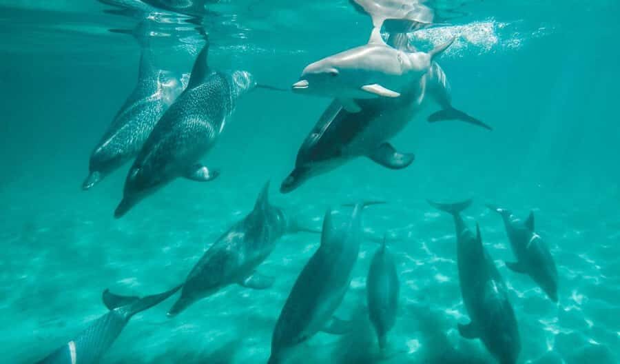 Perth: Swim with Wild Dolphins Tour - The Value & Practical Considerations