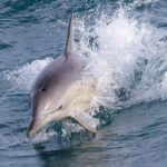 Philip Island: Dolphin and Whale Cruise - The Real Value