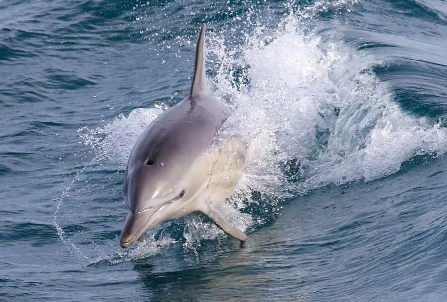 Philip Island: Dolphin and Whale Cruise - The Real Value