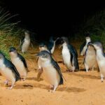 Phillip Island: Golden Hour Penguin Express Tour w/ Island Pickup - Transportation and Group Size
