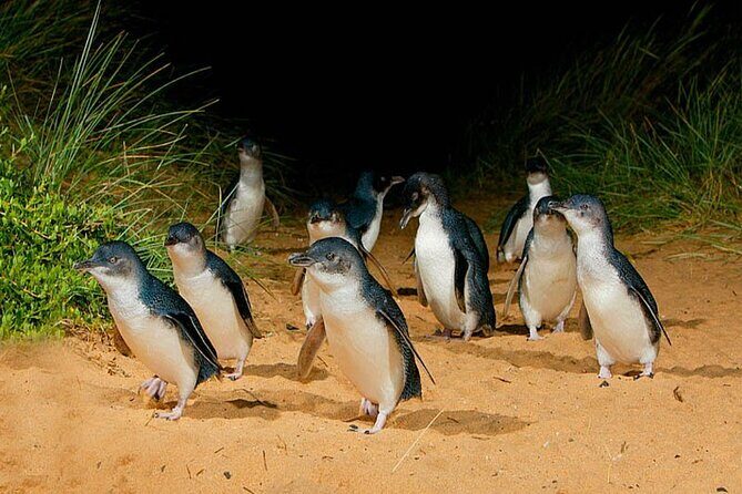 Phillip Island: Golden Hour Penguin Express Tour w/ Island Pickup - Transportation and Group Size