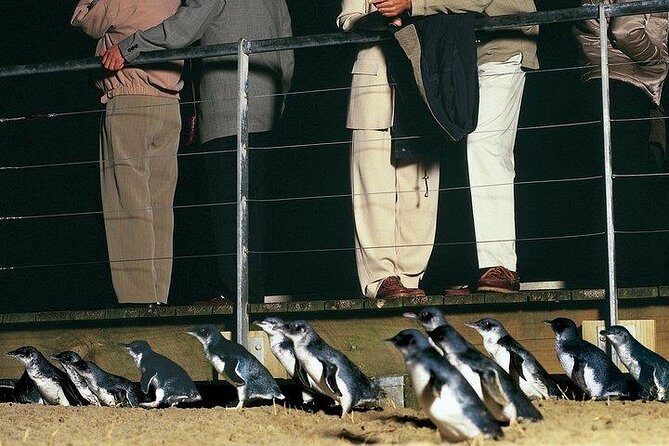 Phillip Island Penguin and wildlife Tour - What’s Included and What’s Not