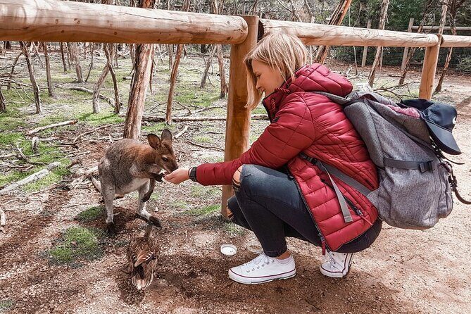 Phillip Island Penguins & Wildlife Day Tour from Melbourne - The Experience in Detail