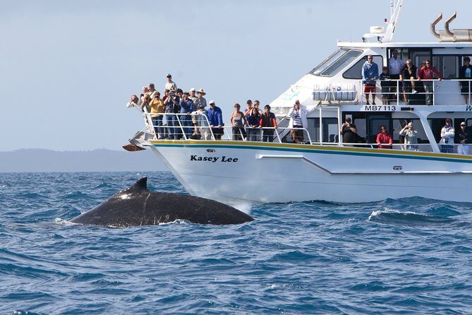 Phillip Island Whale Watching Tour - Final thoughts