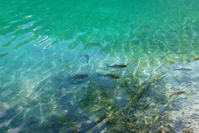 Plitvice Lakes Day Tour from Zadar, Simple and Safe - Morning Tour vs Afternoon Tour: Which One Fits Your Style