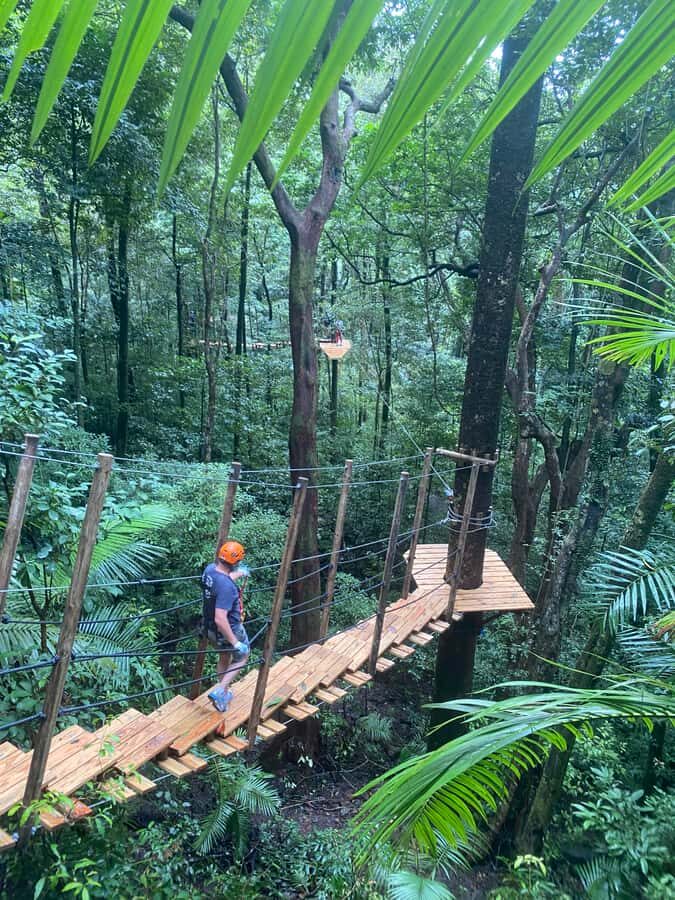 Port Douglas: Daintree National Park Tour, Cruise, & Zipline - Introduction to the Daintree National Park Tour