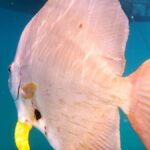 Port Douglas: Low Isles Reef Snorkeling Tour - What Makes This Tour Stand Out?