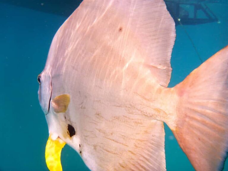 Port Douglas: Low Isles Reef Snorkeling Tour - What Makes This Tour Stand Out?