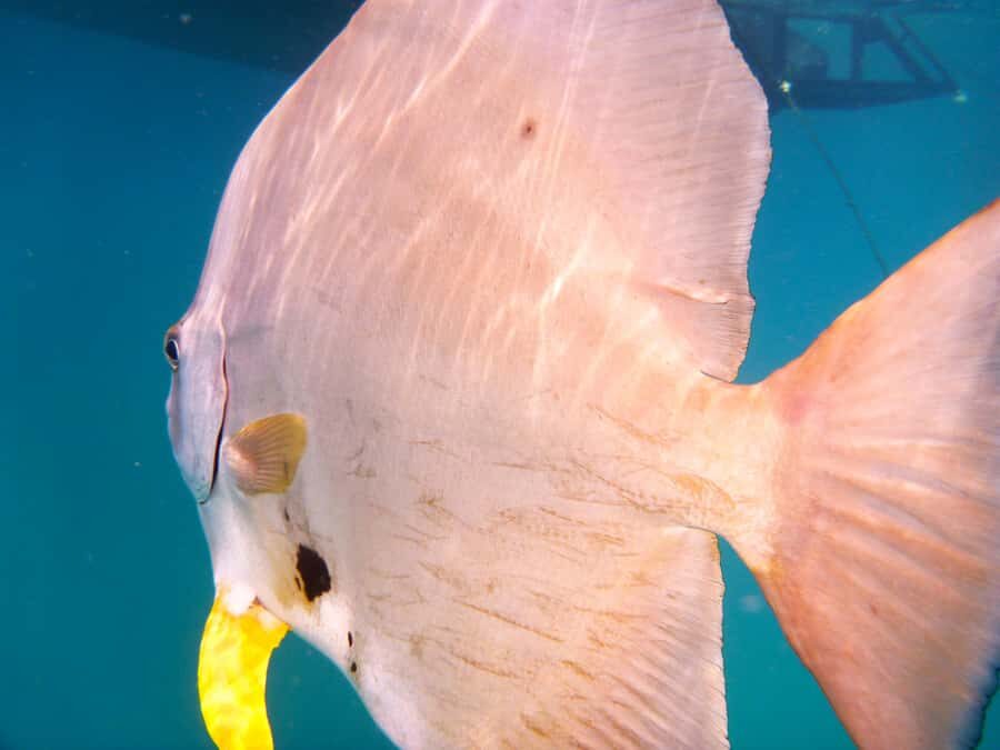 Port Douglas: Low Isles Reef Snorkeling Tour - What Makes This Tour Stand Out?