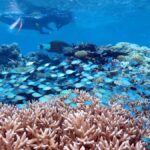 Port Douglas: Silversonic Great Barrier Reef Dive & Snorkel - Final Thoughts