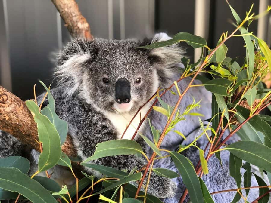 Port Stephens: Dolphin Cruise, Lunch, Koalas & Sandboarding - What to Expect on the Day