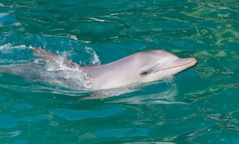 Port Stephens: Dolphin Watch Cruise with Swimming and Slides - The Water Activities and Facilities