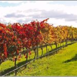 Premium 4 -Best Wineries Napier Hawke's Bay Tour, 5.5h - 6Hours - The Sum Up