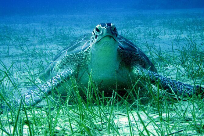 Private Discovery Dive + Photos & Videos - What Youll Actually See and Experience