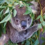 Private Guided Tour: Blue Mountains Tour from Sydney - Who Is This Tour Best For?