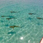 PRIVATE Half Day Tour : Moorea Snorkeling & Sailing on a Catamaran named Taboo - What the Reviews Say