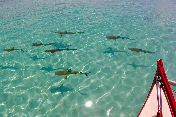 PRIVATE Half Day Tour : Moorea Snorkeling & Sailing on a Catamaran named Taboo - What the Reviews Say